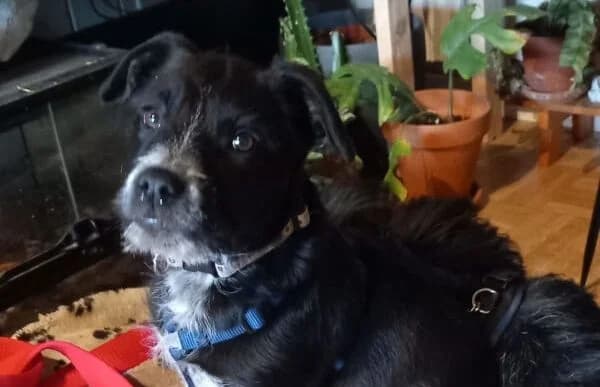 Gerta-2, female puppy Mixed Breed for adoption at Animal Happyend, Animal Happyend