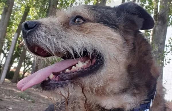 Gibson, male senior Mixed Breed for adoption at Animal Happyend, Animal Happyend