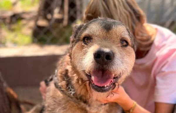 Gibson, male senior Mixed Breed for adoption at Animal Happyend, Animal Happyend