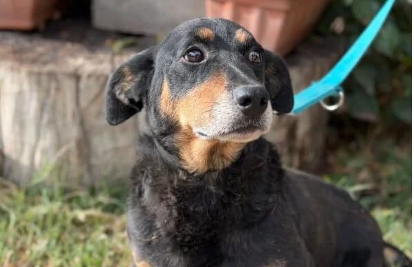 Gobert, male senior Mixed Breed for adoption at Animal Happyend, Animal Happyend