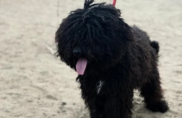 Godo, male 3yo Puli for adoption at Animal Happyend, Animal Happyend
