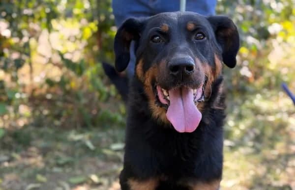Godvin, male 7yo Mixed Breed for adoption at Animal Happyend, Animal Happyend