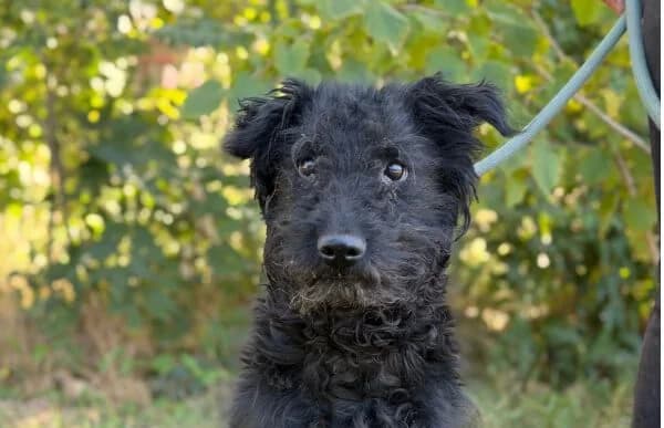 Gombi-3, male senior Mixed Breed for adoption at Animal Happyend, Animal Happyend
