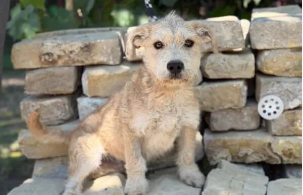 Gotfrid, male puppy Mixed Breed for adoption at Animal Happyend, Animal Happyend