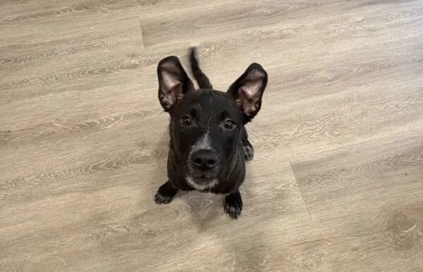 Grincs-2, male puppy Mixed Breed for adoption at Animal Happyend, Animal Happyend