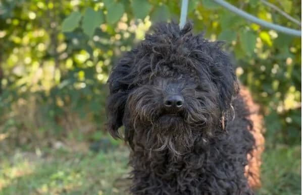 Gyuri-2, male young Puli for adoption at Animal Happyend, Animal Happyend