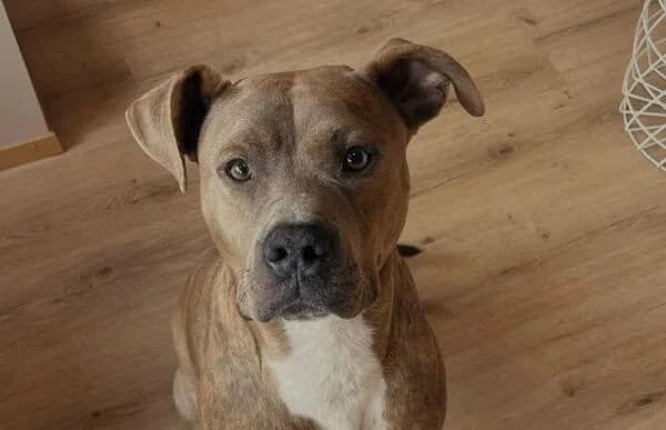 Harold, male 3yo mixed breed for adoption at Animal Happyend, Animal Happyend
