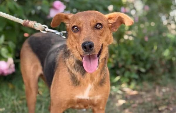 Haya-5, female senior Mixed Breed for adoption at Animal Happyend, Animal Happyend