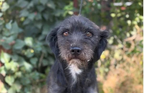 Helia, female 3yo Mixed Breed for adoption at Animal Happyend, Animal Happyend