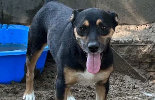 Hugi-4, female 4yo Mixed Breed for adoption at Animal Happyend, Animal Happyend