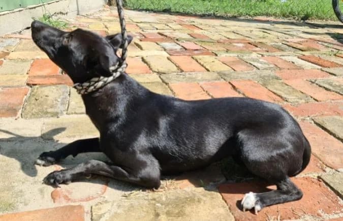 Ilsa, female senior Mixed Breed for adoption at Animal Happyend, Animal Happyend