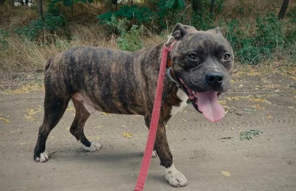 Jacson, male 7yo mixed breed for adoption at Animal Happyend, Animal Happyend