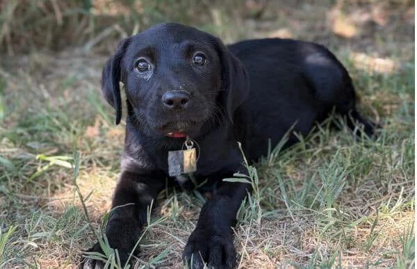 Jade-4, female puppy Mixed Breed for adoption at Animal Happyend, Animal Happyend