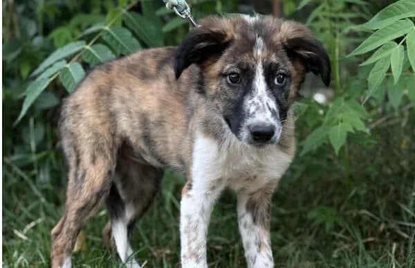 Jane-2, female puppy Mixed Breed for adoption at Animal Happyend, Animal Happyend