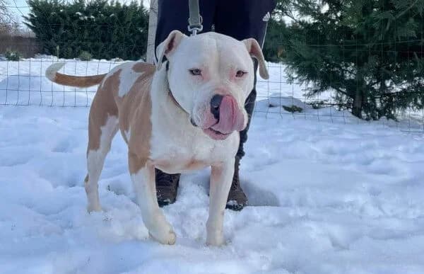 Jax, male 5yo mixed breed for adoption at Animal Happyend, Animal Happyend