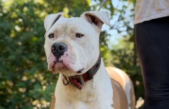 Jax, male 5yo mixed breed for adoption at Animal Happyend, Animal Happyend