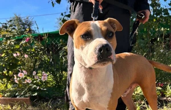 JimBim, male senior mixed breed for adoption at Animal Happyend, Animal Happyend