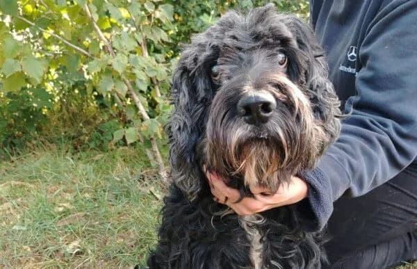 Kadarka, male senior Puli for adoption at Animal Happyend, Animal Happyend