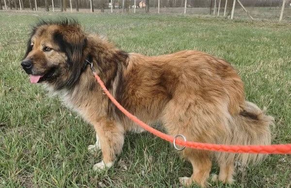 Karenina, female senior Mixed Breed for adoption at Animal Happyend, Animal Happyend