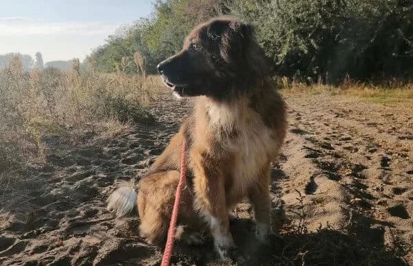 Karenina, female senior Mixed Breed for adoption at Animal Happyend, Animal Happyend