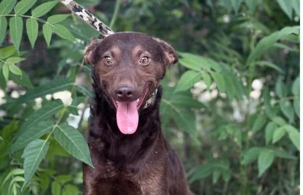 Karion, male young Mixed Breed for adoption at Animal Happyend, Animal Happyend