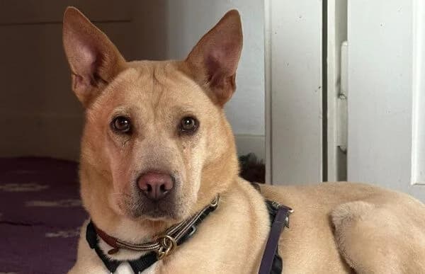 Karlotta, female 6yo Mixed Breed for adoption at Animal Happyend, Animal Happyend