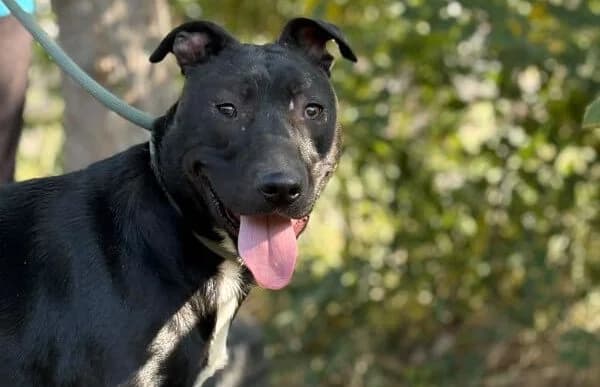 Kellogs, male young Mixed Breed for adoption at Animal Happyend, Animal Happyend