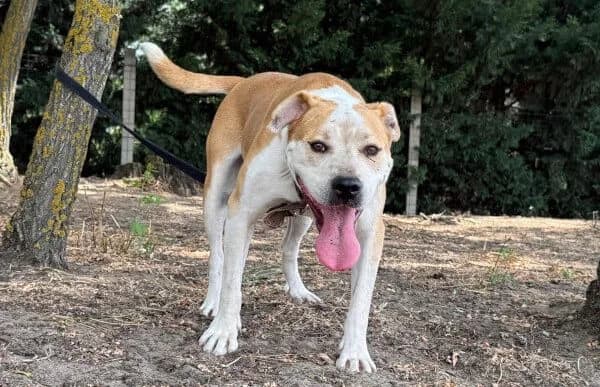 Kira-14, female 5yo English Bulldog for adoption at Animal Happyend, Animal Happyend