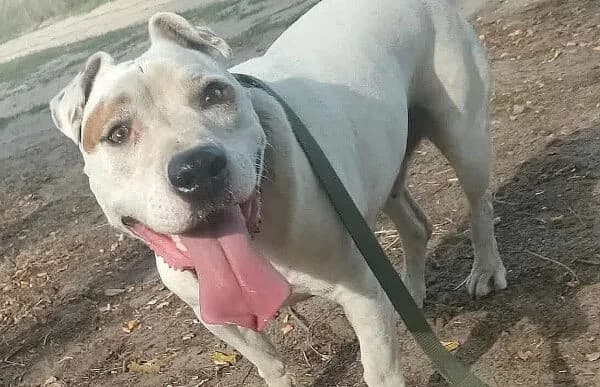 Kobe, male 6yo mixed breed for adoption at Animal Happyend, Animal Happyend