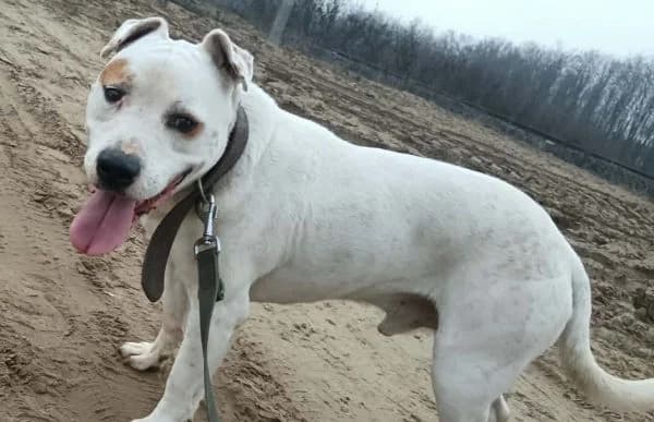 Kobe, male 6yo mixed breed for adoption at Animal Happyend, Animal Happyend