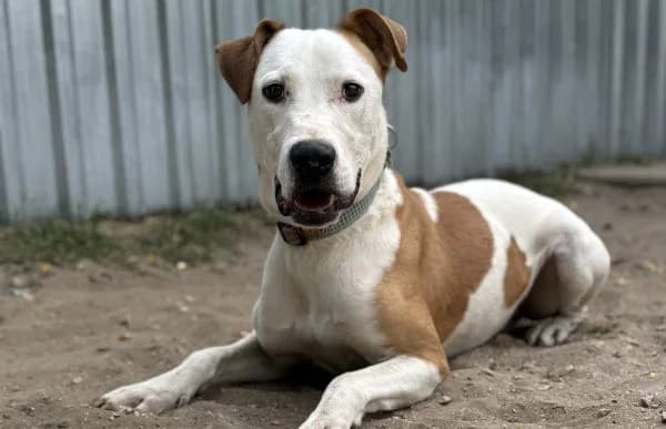 Kuplung, male 4yo mixed breed for adoption at Animal Happyend, Animal Happyend
