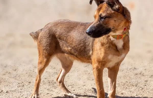 Lani, female 4yo Mixed Breed for adoption at Animal Happyend, Animal Happyend