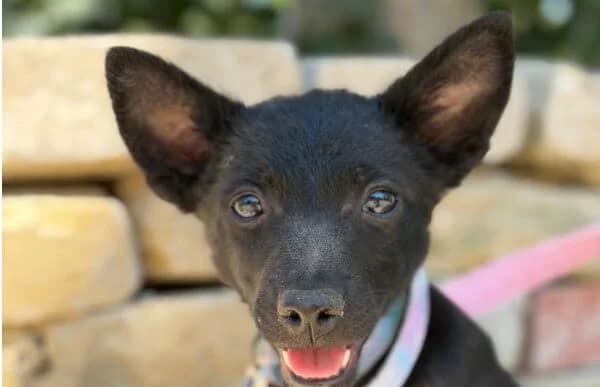 Larett, female puppy Mixed Breed for adoption at Animal Happyend, Animal Happyend