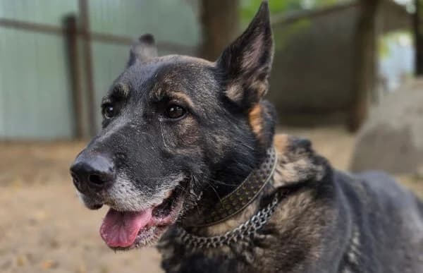 Larion, male 7yo mixed breed for adoption at Animal Happyend, Animal Happyend
