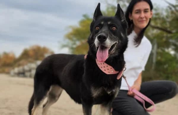 Latinka, weiss female senior German Shepherd for adoption at Animal Happyend, Animal Happyend