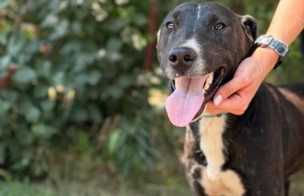 Lennon, male young Mixed Breed for adoption at Animal Happyend, Animal Happyend
