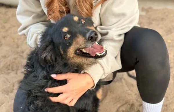 Leonel, male senior Mixed Breed for adoption at Animal Happyend, Animal Happyend