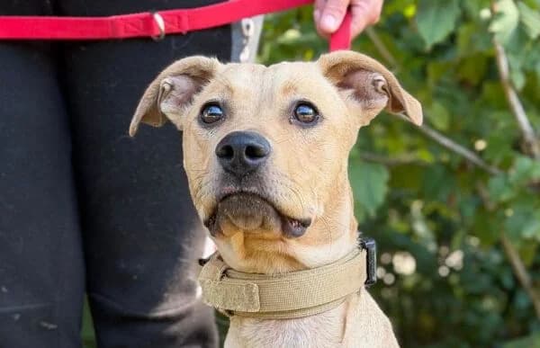 Lia-8, female young Mixed Breed for adoption at Animal Happyend, Animal Happyend