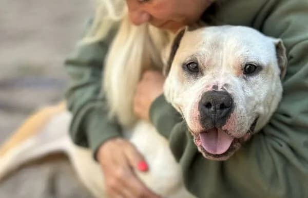 Lili-12, female 3yo mixed breed for adoption at Animal Happyend, Animal Happyend