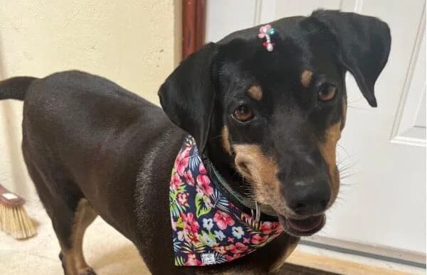 Lisa-10, female 4yo Mixed Breed for adoption at Animal Happyend, Animal Happyend