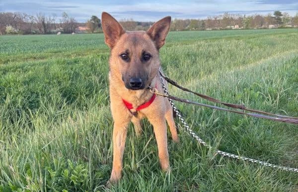 Lita, female young Mixed Breed for adoption at Animal Happyend, Animal Happyend