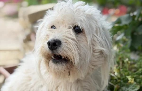 Lorka, female young Mixed Breed for adoption at Animal Happyend, Animal Happyend