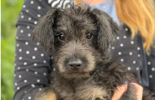 Magic-5, male puppy Mixed Breed for adoption at Animal Happyend, Animal Happyend