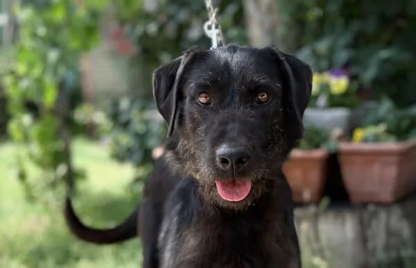 Matea, female 7yo Mixed Breed for adoption at Animal Happyend, Animal Happyend