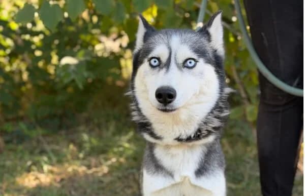 Maya-10, female 4yo Husky for adoption at Animal Happyend, Animal Happyend