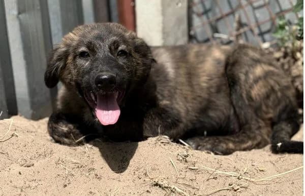Megara, female puppy Mixed Breed for adoption at Animal Happyend, Animal Happyend