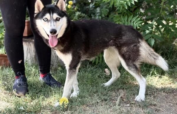 Meira, female 4yo Husky for adoption at Animal Happyend, Animal Happyend