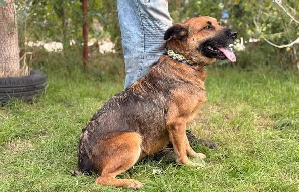 Mery, female senior Mixed Breed for adoption at Animal Happyend, Animal Happyend