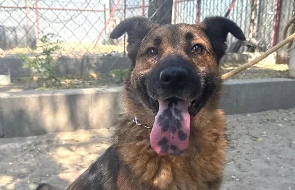 Mery (Hund des Monats September 2026), female senior Mixed Breed for adoption at Animal Happyend, Animal Happyend