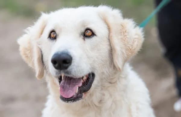Mesi-6, female 7yo Kuvasz for adoption at Animal Happyend, Animal Happyend